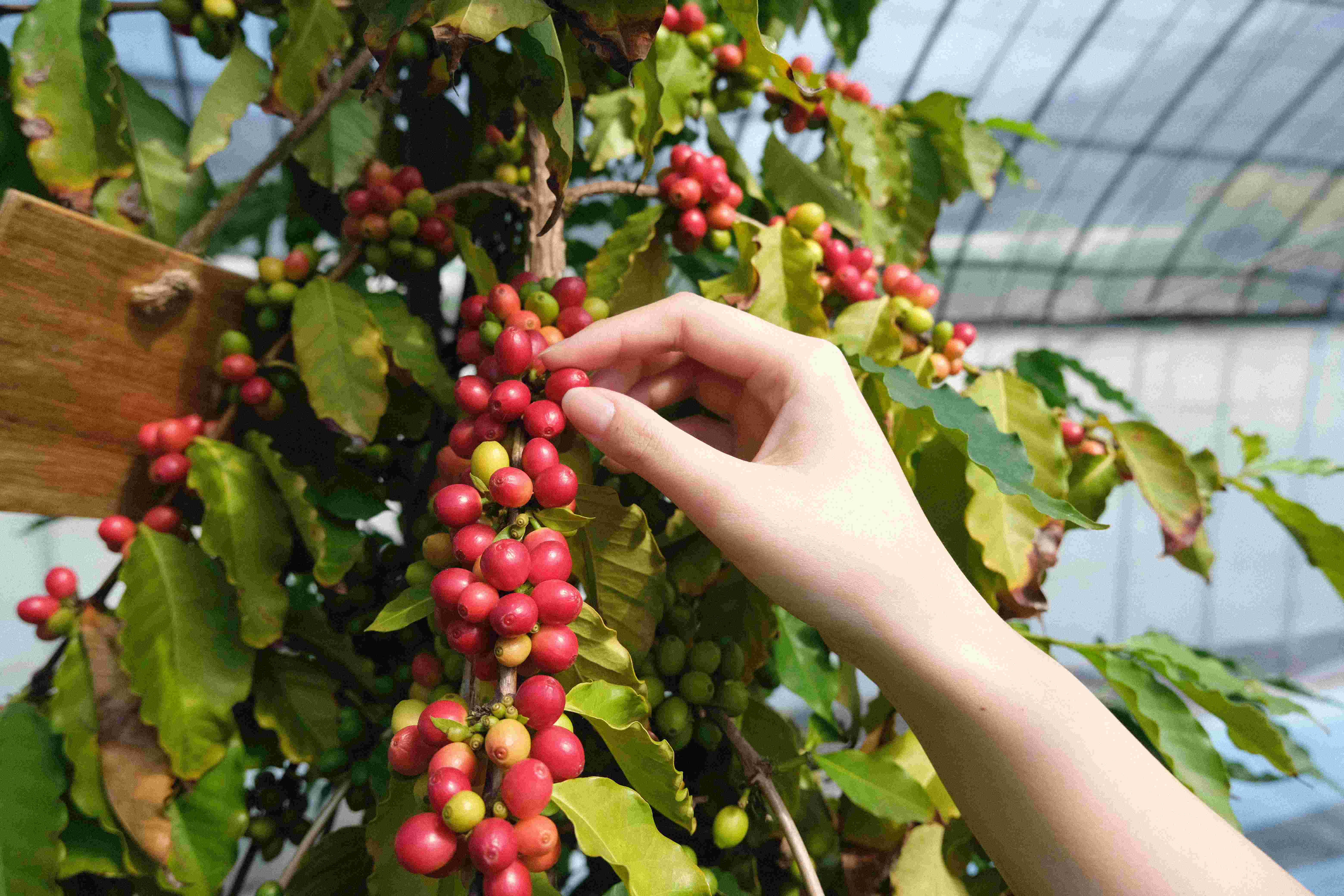 コーヒーの木オーナー制度『収穫祭開催！』